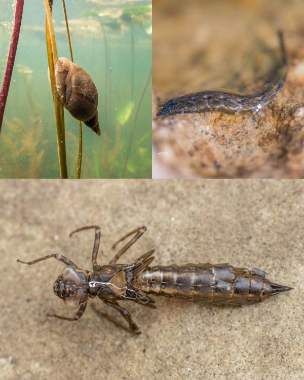 Creek Critters Stream Workshop