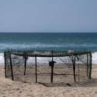 Agency says sea turtle eggs laid on California beaches are a first for the US West Coast