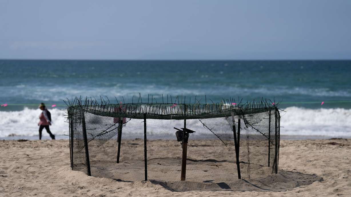A protective fence surrounds a sea turtle nesting site on the beach in Huntington Beach, Calif., Tuesday. A reptile believed to be struggling in sand at a Southern California beach was simply making history: a sea turtle laying eggs on the U.S. West Coast.