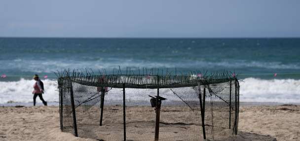 Agency says sea turtle eggs laid on California beaches are a first for the US West Coast