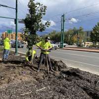 Salt Lake City close to fully replacing 200 North Temple trees lost in 2024 mishap