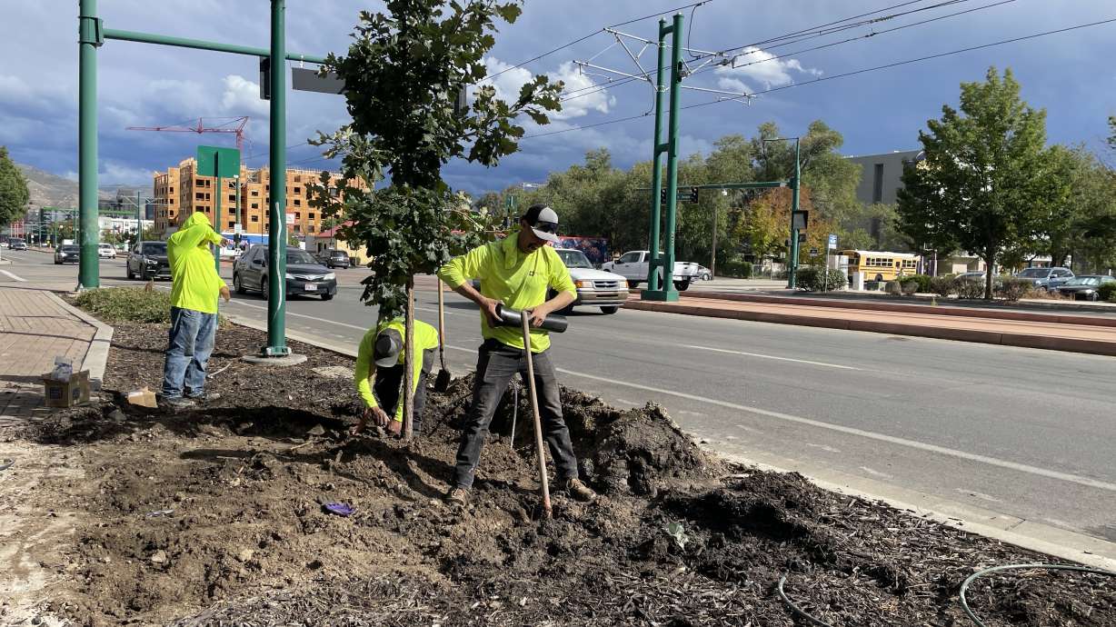 Crews work to plant new trees along North Temple near the Utah State Fairpark in Salt Lake City on Tuesday. City officials say 200 trees will be planted along the road corridor, replacing trees that were accidentally killed in 2024.