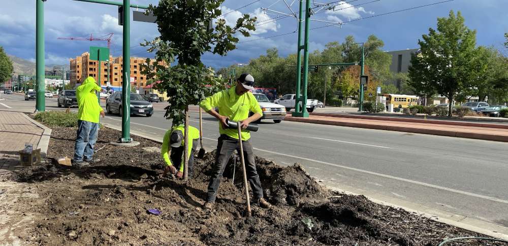 Salt Lake City close to fully replacing 200 North Temple trees lost in 2024 mishap