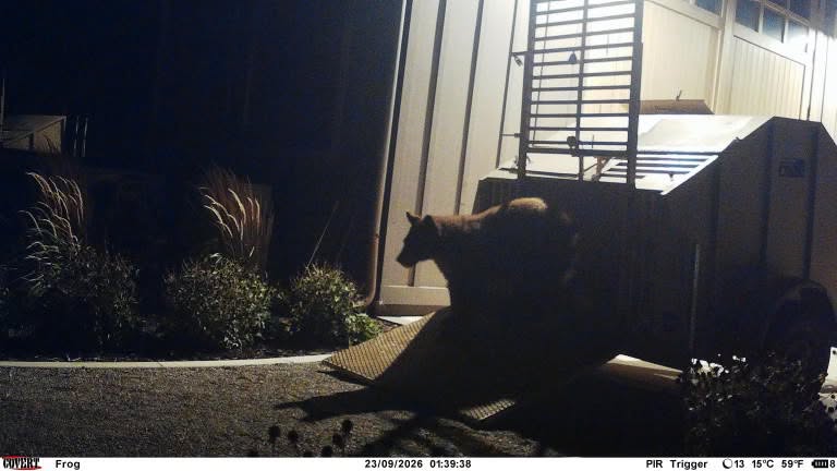 Mapleton bear removed from neighborhood