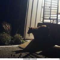 Mapleton bear removed from neighborhood
