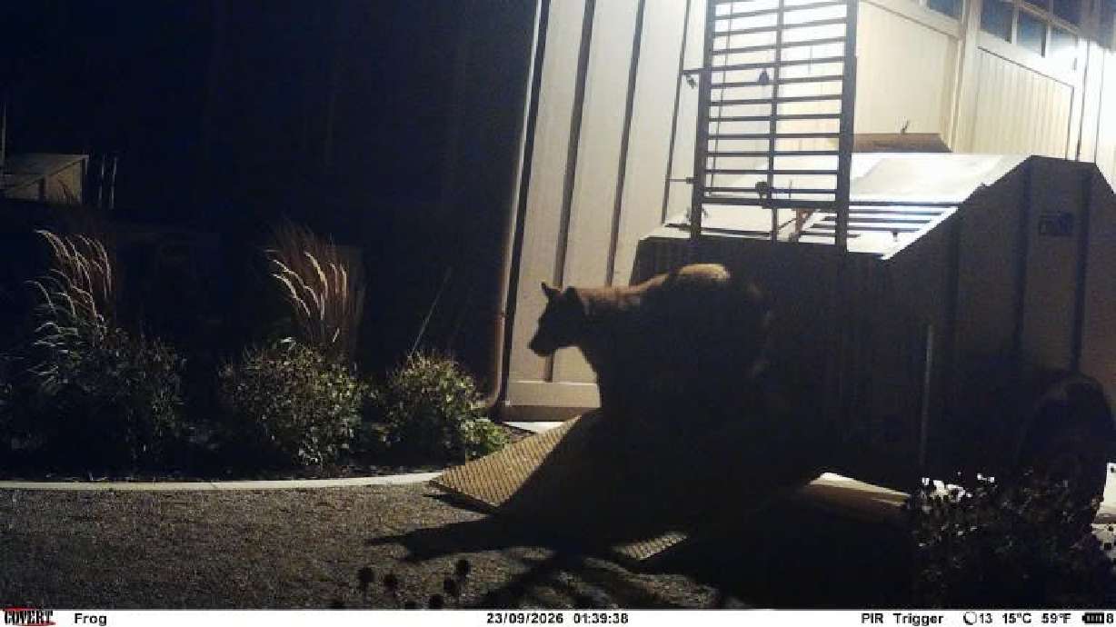 Stills from a camera show a bear that had been raiding garbage cans near a cage used to remove the bear from the neighborhood.