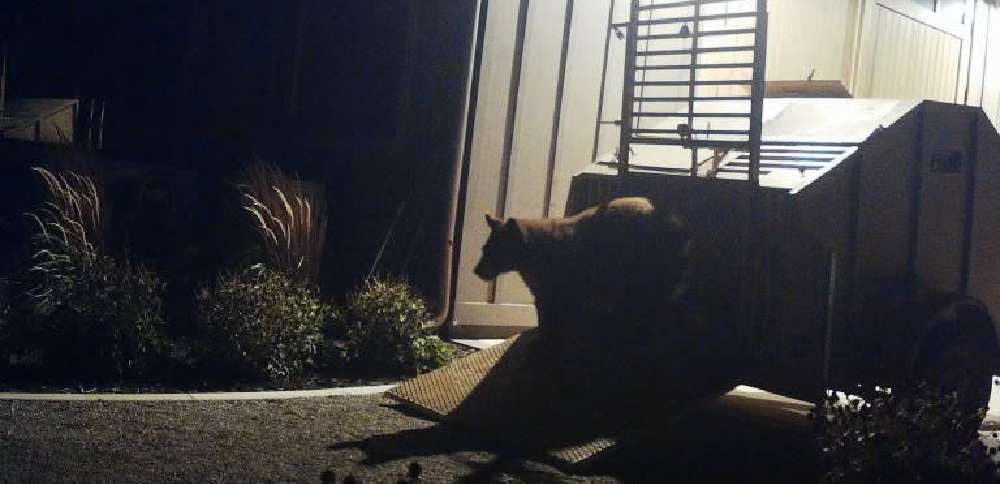 Mapleton bear removed from neighborhood