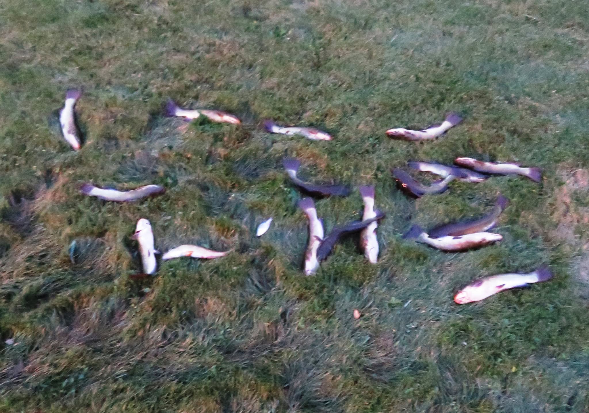 Hundreds of fish wash up on family property as Pineview draws down