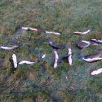 Hundreds of fish wash up on family property as Pineview draws down