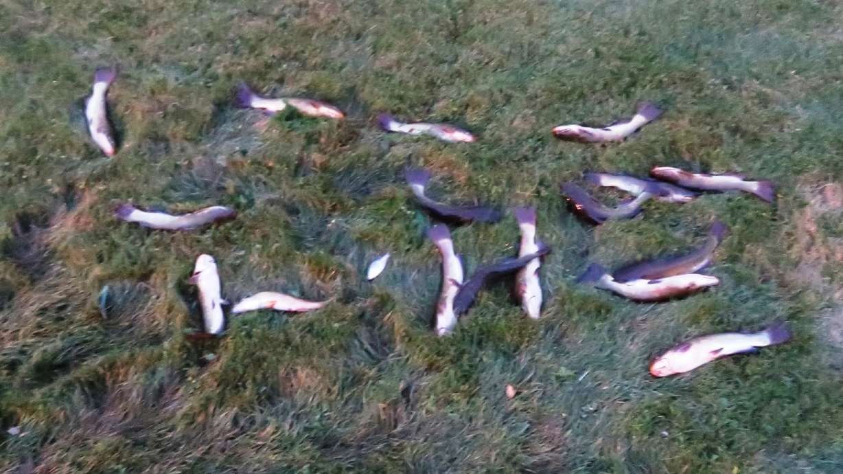 Brigham City homeowner Hue Culley reported finding more than a dozen fish in his yard. Water managers say the fish became caught as Pineview levels were drawn down.