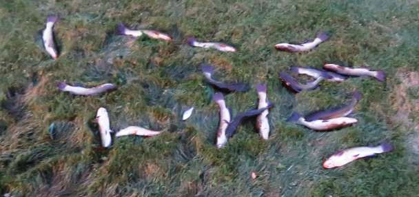 Hundreds of fish wash up on family property as Pineview draws down