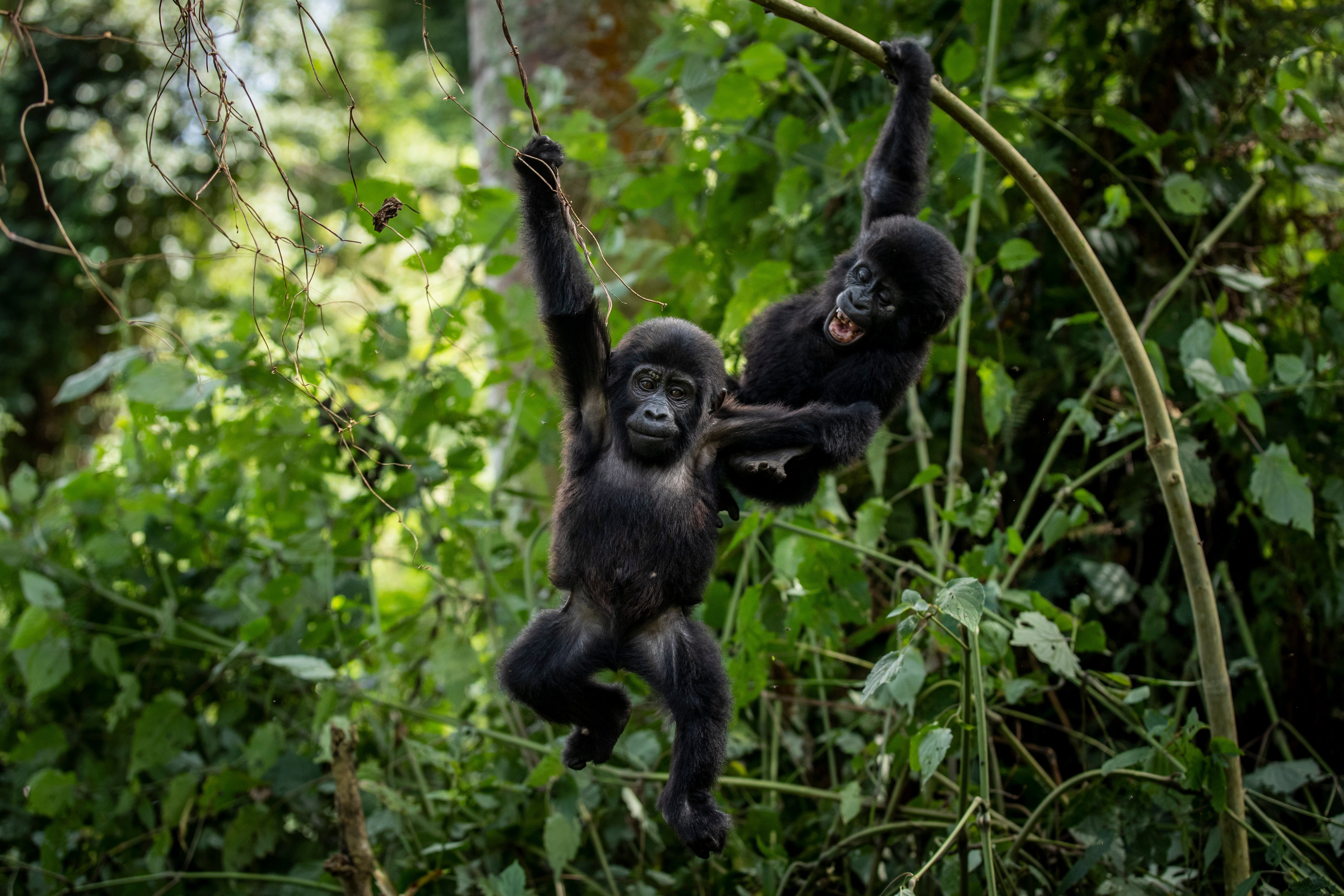 Ugandans plant trees near national park to keep people out of gorillas' habitat