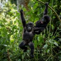 Ugandans plant trees near national park to keep people out of gorillas' habitat
