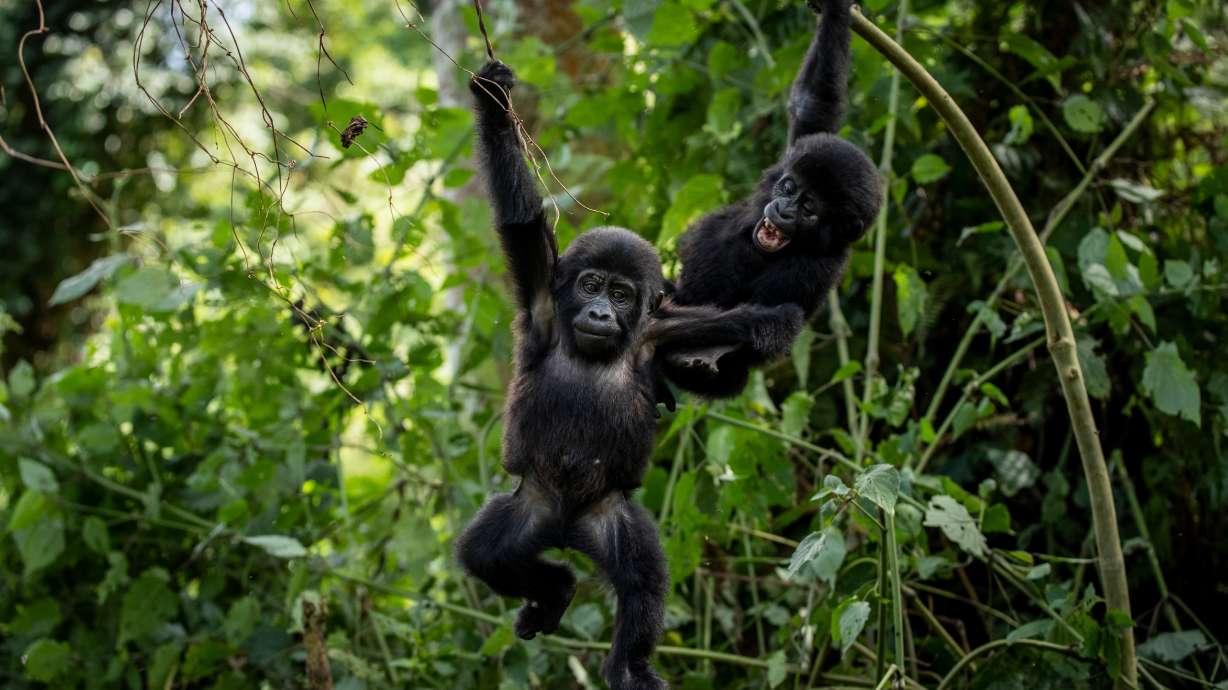Two one-year old baby mountain gorillas swing from branches as they play together in the forest of Bwindi Impenetrable National Park in southwestern Uganda Saturday, April 3, 2021. Communities in Uganda are planting trees for medicine, firewood and crafts along the edge of Bwindi Impenetrable National Park to reduce pressure on gorilla habitats.