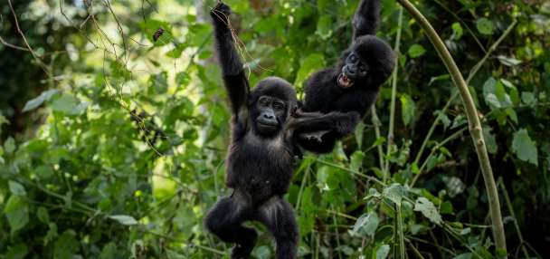 Ugandans plant trees near national park to keep people out of gorillas' habitat
