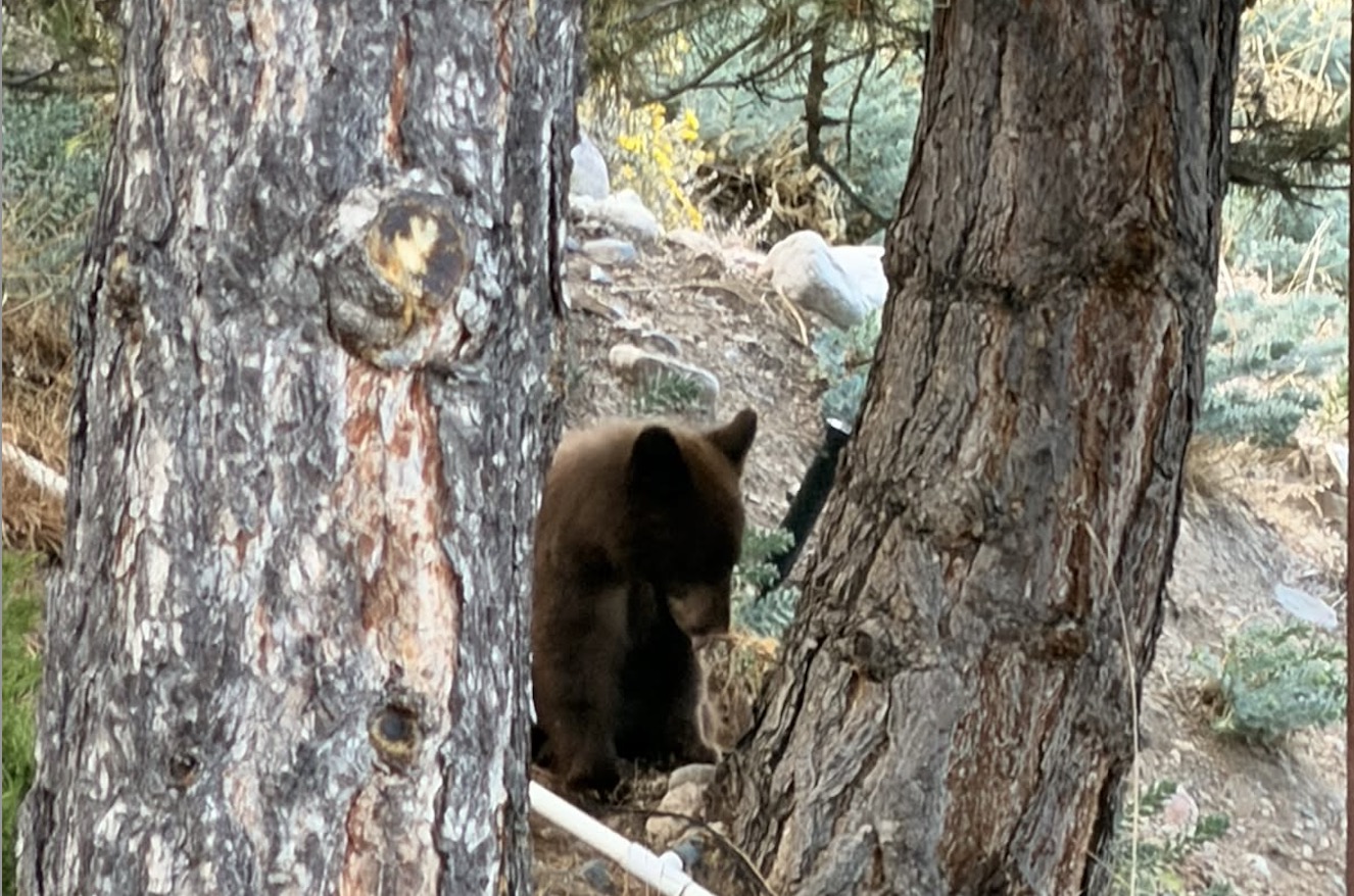 Bear tranquilized, removed from Salt Lake City's Avenues neighborhood