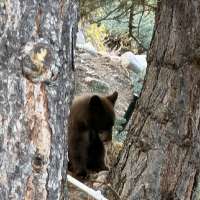 Bear tranquilized, removed from Salt Lake City's Avenues neighborhood