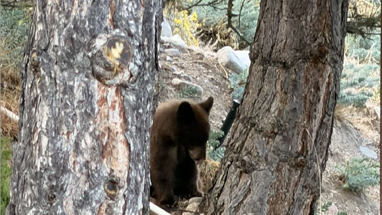 A young black bear sits near the base of a tree in Salt Lake City's Avenues neighborhood on Tuesday. Utah wildlife officials captured the bear on Wednesday.
