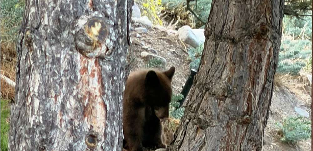 Bear tranquilized, removed from Salt Lake City's Avenues neighborhood