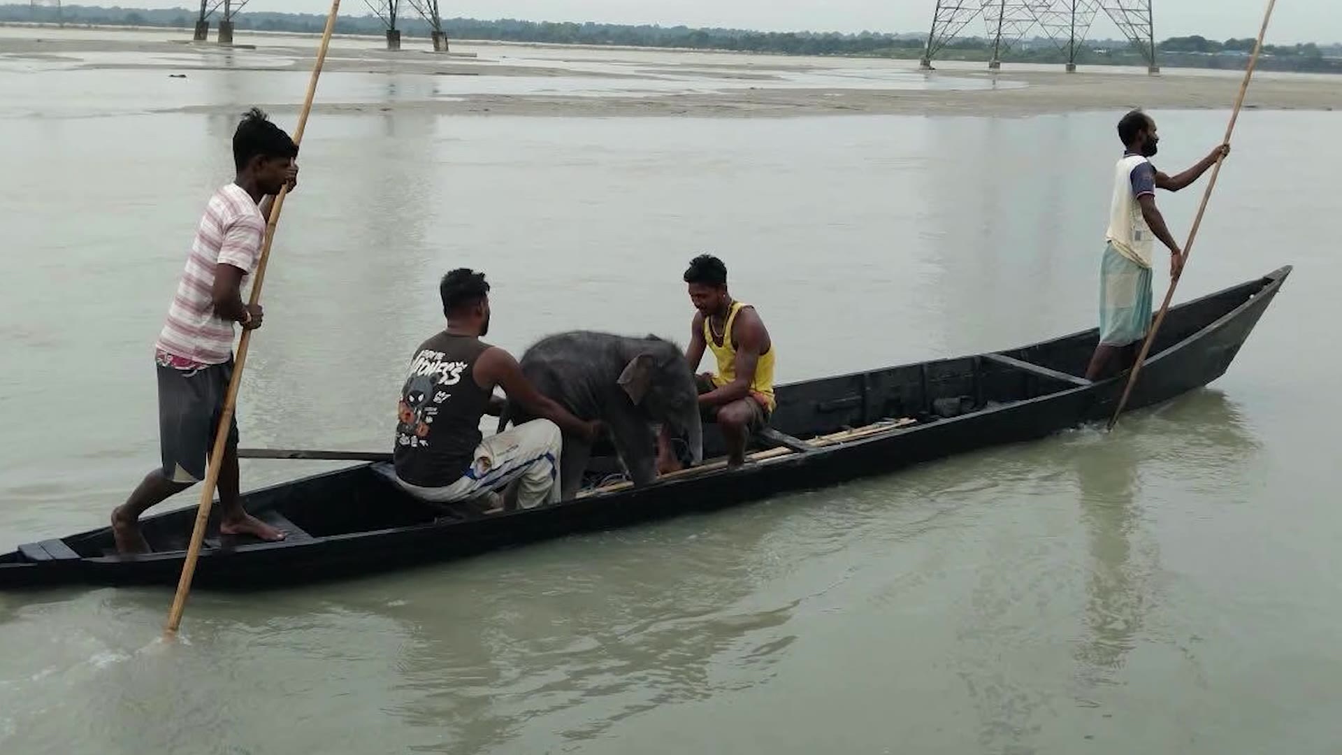 Fishermen in India rescue drowning elephant calf, help reunite it with mother
