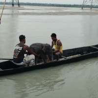 Fishermen in India rescue drowning elephant calf, help reunite it with mother