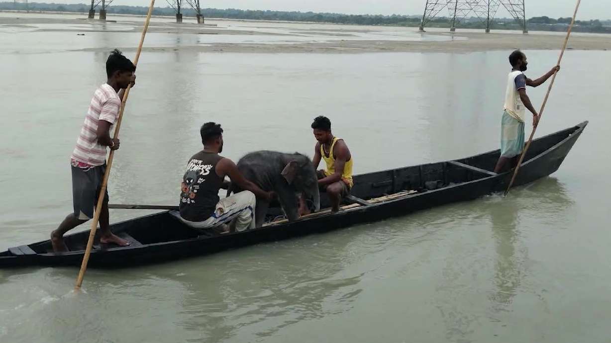 Fishermen in India rescue an elephant calf that was drowning, and help reunite it with its mother.