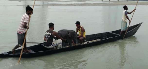 Fishermen in India rescue drowning elephant calf, help reunite it with mother