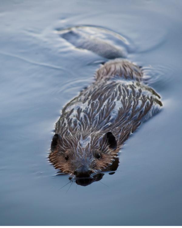 Beaver Ecology Sunset Walk