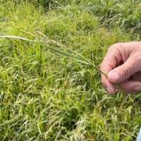A crop you've probably never heard of is taking off in Idaho