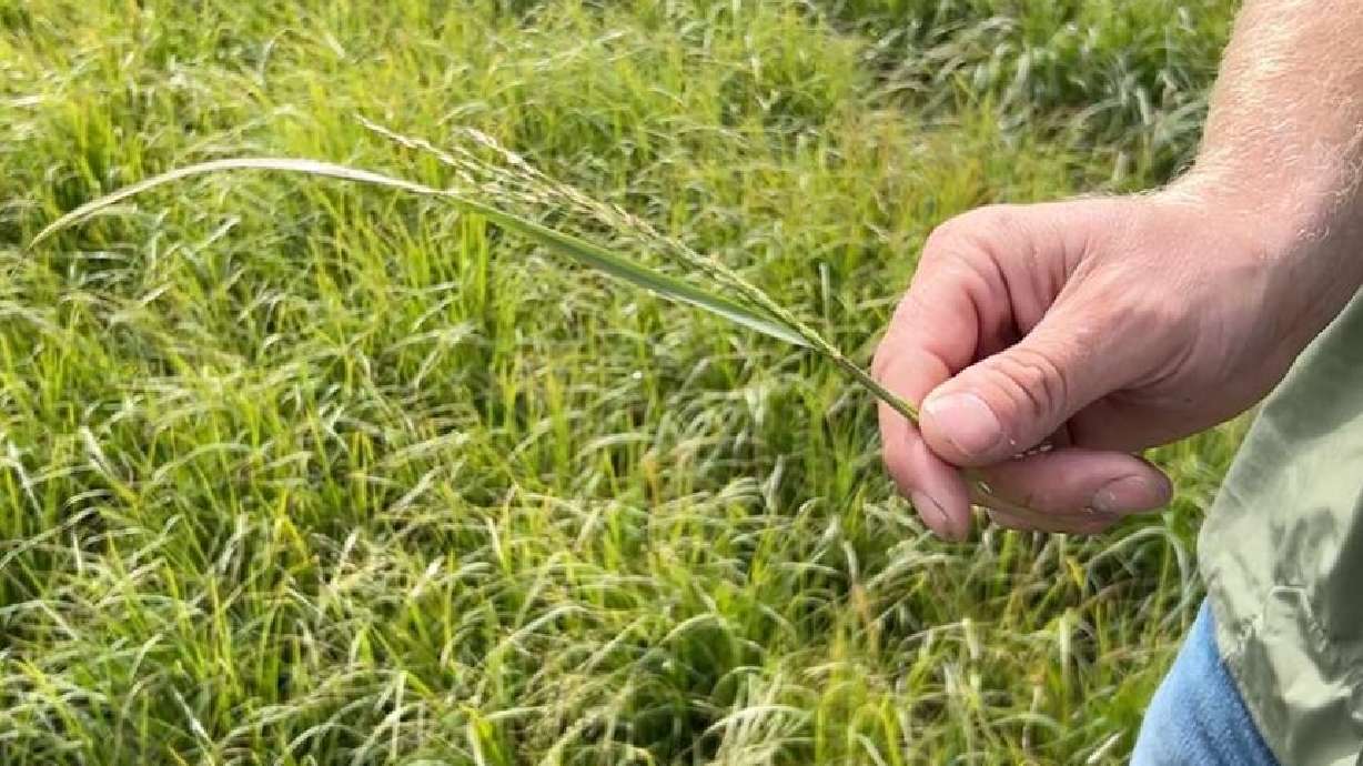 Dyrel Whitby is holding a teff plant.