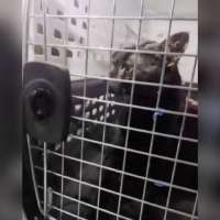 'Catman' to the rescue, as man pulls stuck Long Island pet to safety after long ordeal