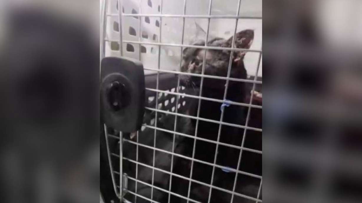 This image, taken from video provided by John DeBacker, shows a cat named Lola after she was rescued on Long Island, N.Y., Friday, Sept. 18.
