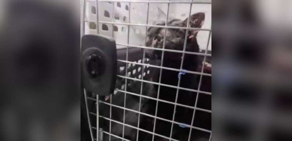 'Catman' to the rescue, as man pulls stuck Long Island pet to safety after long ordeal