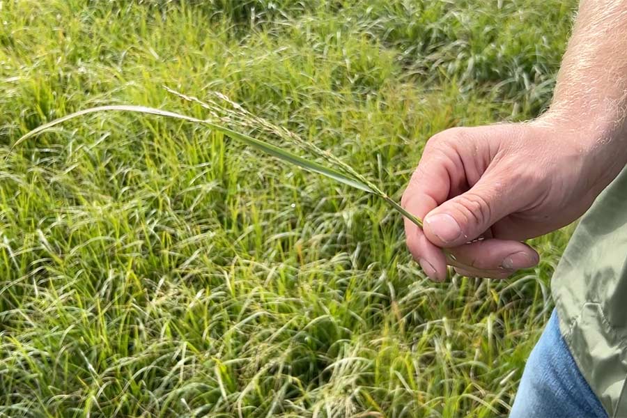 Dyrel Whitby showing us a teff plant.