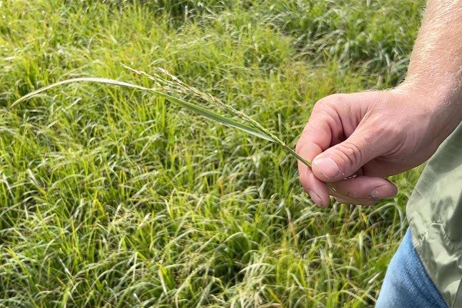 Dyrel Whitby showing us a teff plant.