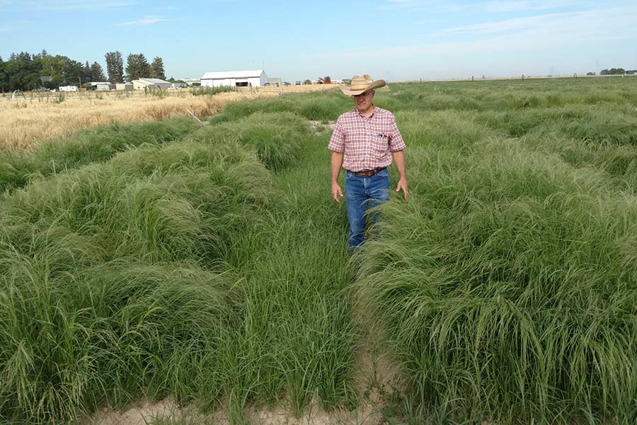 Lane Newman is a teff grower in Jefferson County.