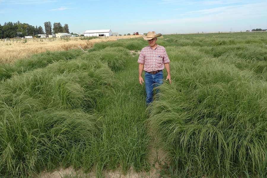 Lane Newman is a teff grower in Jefferson County.