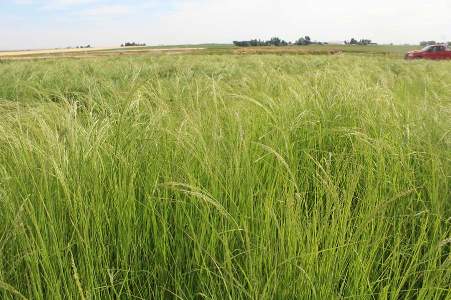 The crop you've probably never heard of is taking off in Idaho