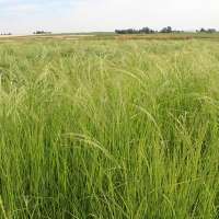The crop you've probably never heard of is taking off in Idaho
