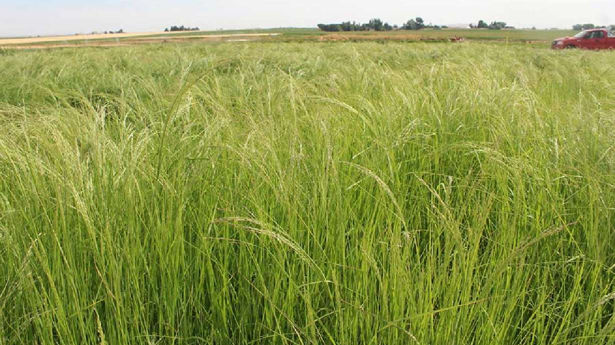 A field of teff in Jefferson County, Idaho. Everyone knows that potatoes are Idaho’s number one agricultural export, but another crop, teff, has become a huge industry in the Gem State as well.