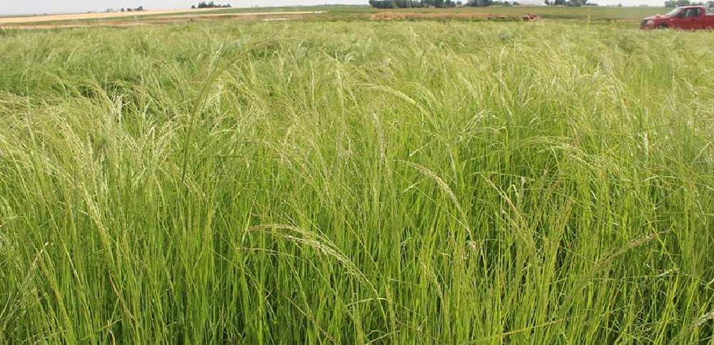 The crop you've probably never heard of is taking off in Idaho
