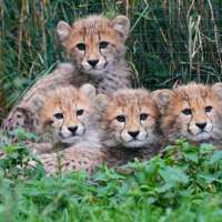 Cheetah cubs at Prague Zoo doing well after period of strong storms, mother's illness