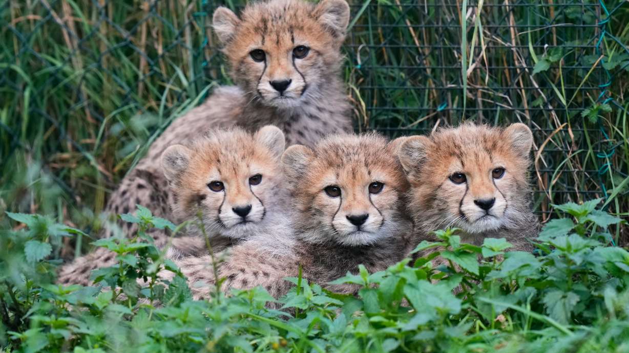 Four of the newly born cheetah quintuplets rest at their enclosure at the zoo in Prague, Czech Republic, Friday. The cubs are doing well despite severe storms and their mother's illness.