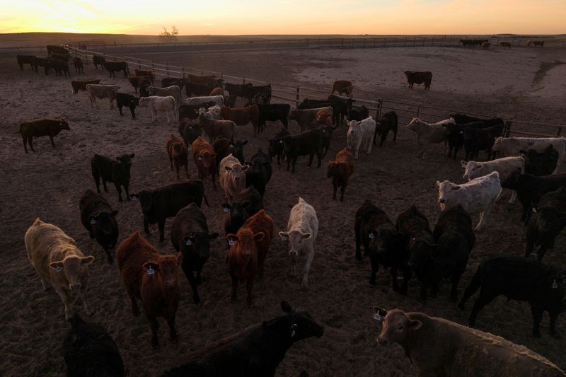 Immigration crackdown hits Kansas, disrupts beef processing