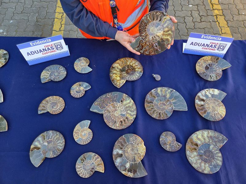 A Chilean customs officer displays some of the 222 ammonite fossils seized on September 10 at the port of San Antonio after authorities found them hidden among a shipment of chains, pendants and household glass ornaments from Madagascar, in San Antonio, Chile, in this handout image released on September 25, 2026. National Customs Service of Chile/Handout via REUTERS