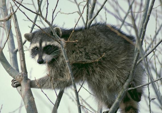 Pocatello man attacked by raccoon after animal 'acted strangely'