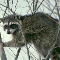 Pocatello man attacked by raccoon after animal 'acted strangely'