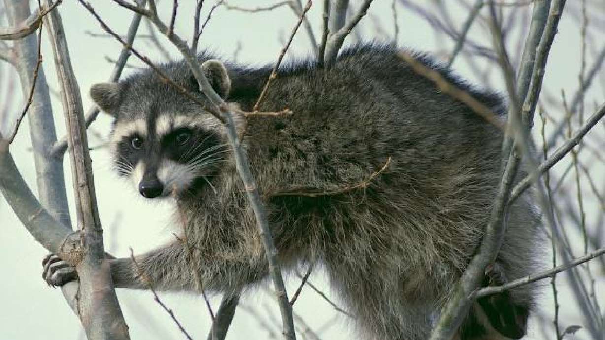 An 86-year-old Pocatello man was bitten and scratched by a raccoon Tuesday afternoon after the animal approached him in a neighborhood cul-de-sac and began acting strangely, according to Idaho Fish and Game.