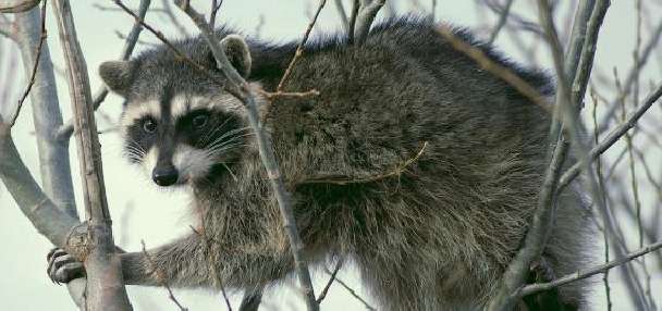 Pocatello man attacked by raccoon after animal 'acted strangely'