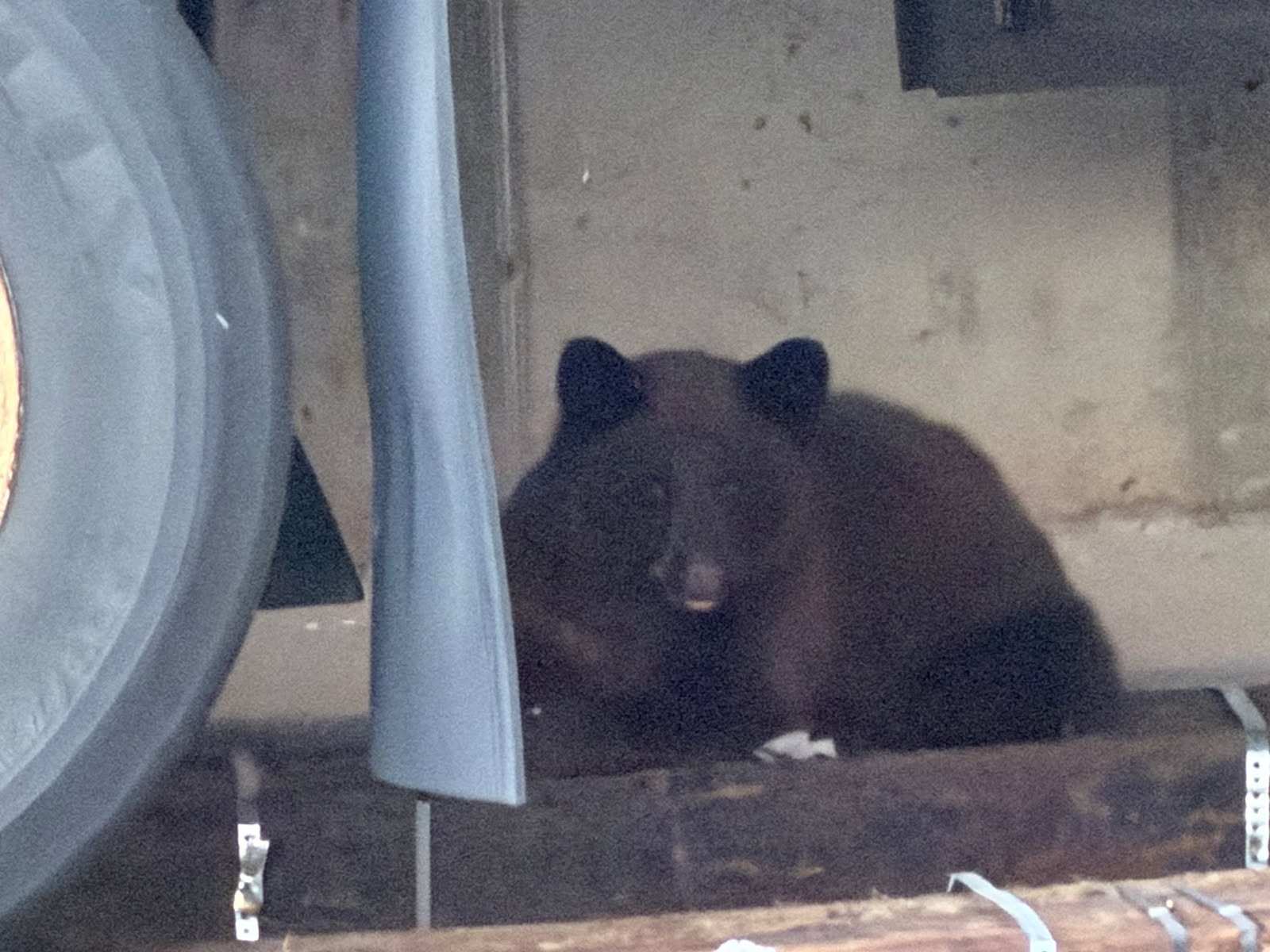 Bear euthanized after being spotted in Ogden mall parking lot